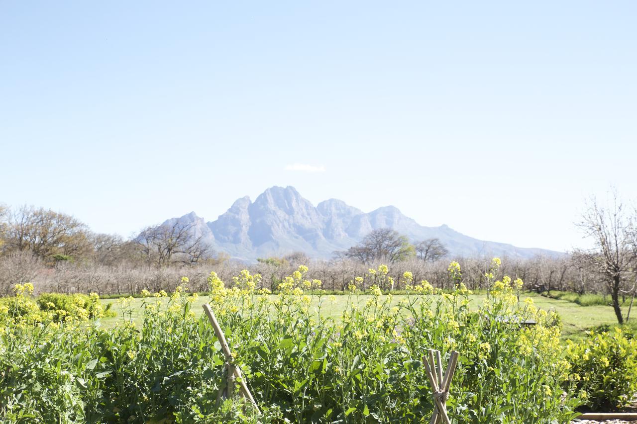 La Chataigne Wines & Guest Cottages Franschhoek Zewnętrze zdjęcie